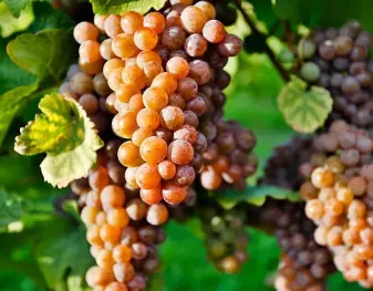 Pinot gris