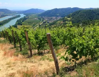 Vins du Rhône