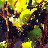 CHARBONNIERES Vin de France Rouge du Domaine de Sulauze